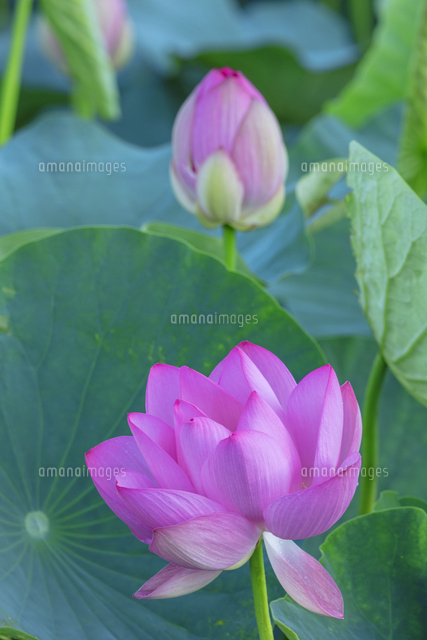 ハスの花
(c)NOBUAKI SUMIDA/SEBUN PHOTO
