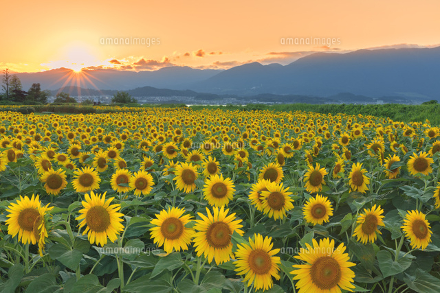 ヒマワリ畑の夕日
(c)NOBUAKI SUMIDA/SEBUN PHOTO