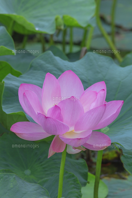 ハスの花
(c)NOBUAKI SUMIDA/SEBUN PHOTO