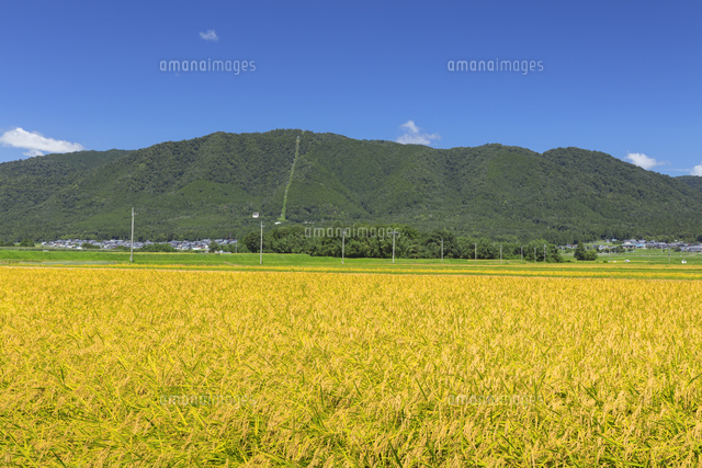 田園風景と箱館山
(c)NOBUAKI SUMIDA/SEBUN PHOTO
