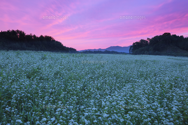 朝焼けのソバ畑
(c)NOBUAKI SUMIDA/SEBUN PHOTO