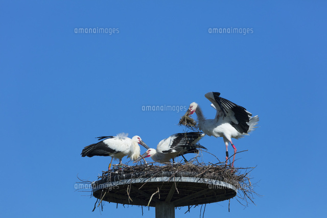 コウノトリの親子
(c)NOBUAKI SUMIDA/SEBUN PHOTO