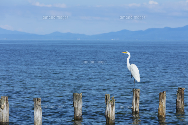 白サギのいる風景
(c)NOBUAKI SUMIDA/SEBUN PHOTO