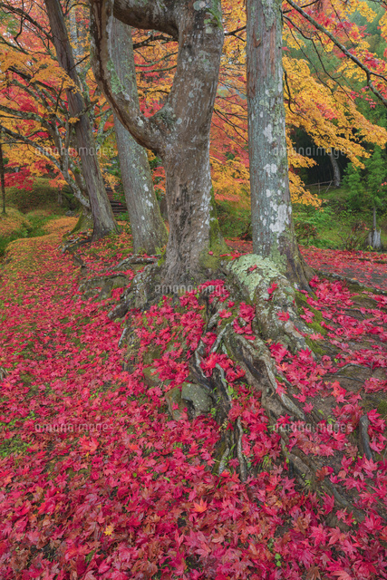 龍穏寺のチリモミジ
(c)NOBUAKI SUMIDA/SEBUN PHOTO