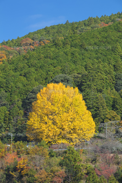 福定の大銀杏
(c)NOBUAKI SUMIDA/SEBUN PHOTO