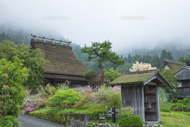コスモス咲く美山かやぶきの里
(c)NOBUAKI SUMIDA/SEBUN PHOTO