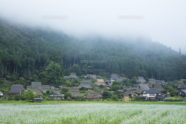 ソバの花咲く美山かやぶきの里
(c)NOBUAKI SUMIDA/SEBUN PHOTO