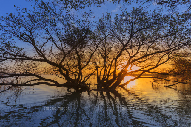 琵琶湖の朝日
(c)NOBUAKI SUMIDA/SEBUN PHOTO