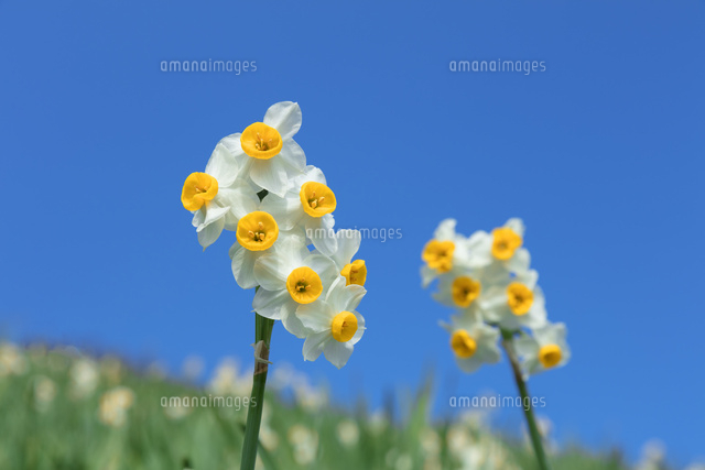 スイセンの花
(c)NOBUAKI SUMIDA/SEBUN PHOTO