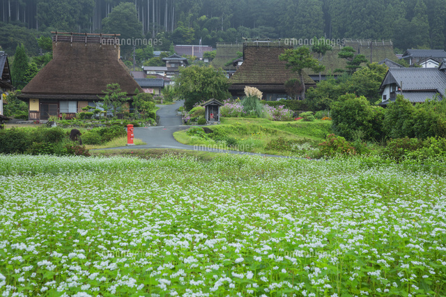 ソバの花咲く美山かやぶきの里
(c)NOBUAKI SUMIDA/SEBUN PHOTO