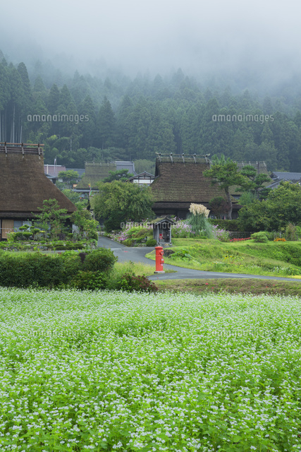 ソバの花咲く美山かやぶきの里
(c)NOBUAKI SUMIDA/SEBUN PHOTO