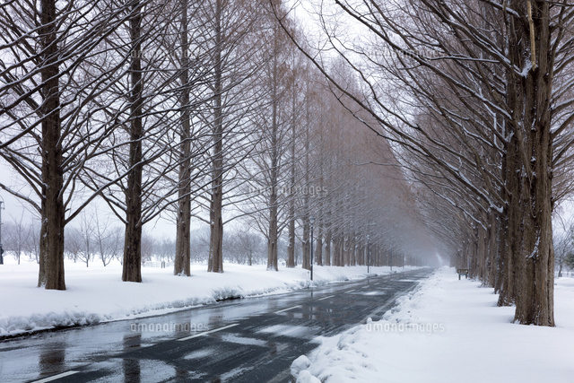 雪のメタセコイヤ並木
(c)NOBUAKI SUMIDA/SEBUN PHOTO