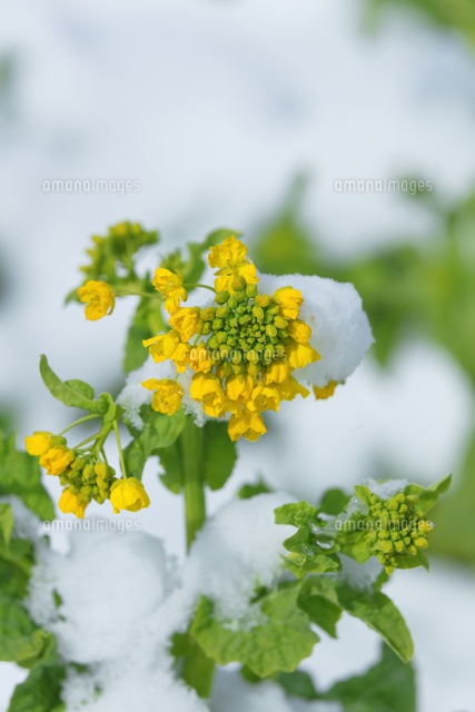 雪とナノハナ
(c)NOBUAKI SUMIDA/SEBUN PHOTO