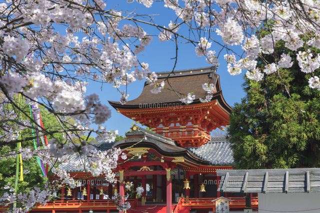 桜の石清水八幡宮
(c)NOBUAKI SUMIDA/SEBUN PHOTO