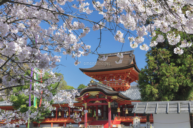 桜の石清水八幡宮
(c)NOBUAKI SUMIDA/SEBUN PHOTO
