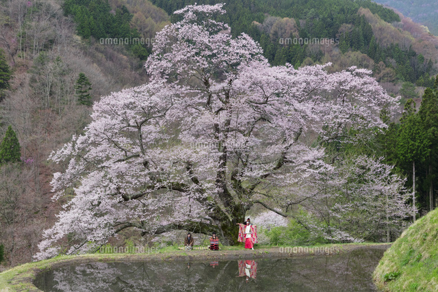 駒つなぎの桜と鶏舞奉納
(c)NOBUAKI SUMIDA/SEBUN PHOTO