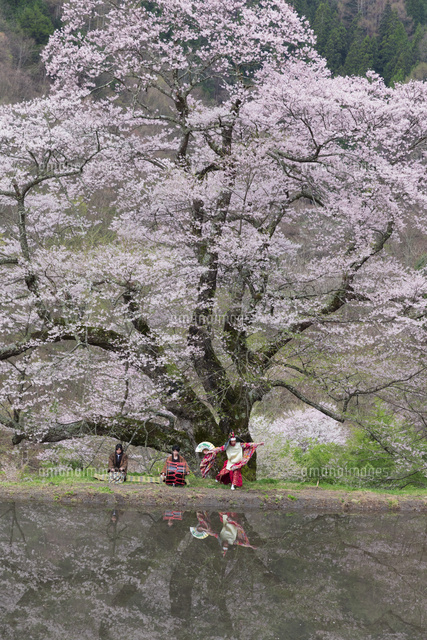 駒つなぎの桜と鶏舞奉納
(c)NOBUAKI SUMIDA/SEBUN PHOTO