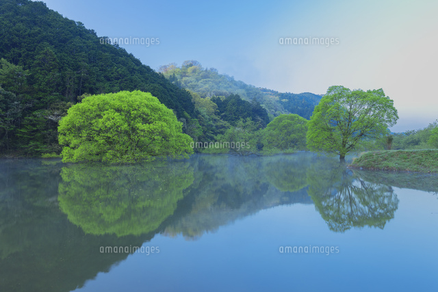 水中木と朝霧
(c)NOBUAKI SUMIDA/SEBUN PHOTO