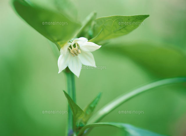 パプリカの花 長野県(c)TAKASHI TSUJINAKA/SEBUN PHOTO