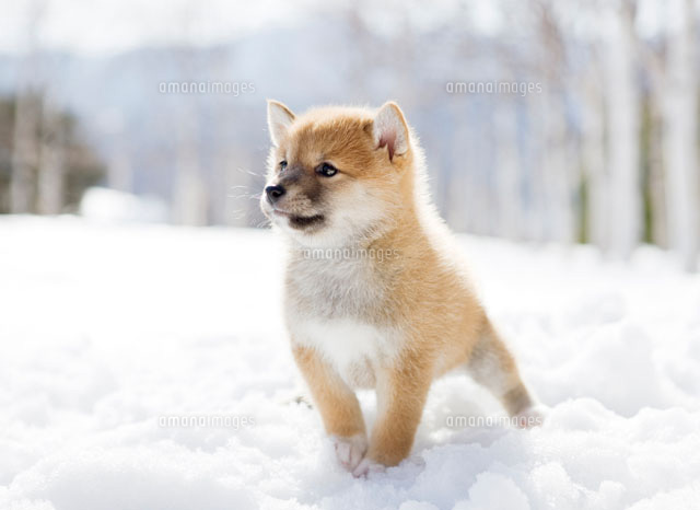 雪の中の柴犬 01888607989a の写真素材 イラスト素材 アマナイメージズ