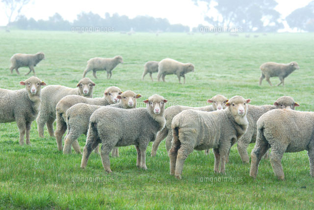 羊の群れ 02233000258 の写真素材 イラスト素材 アマナイメージズ