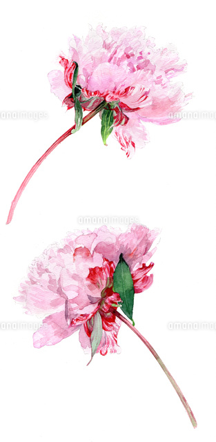 シャクヤクの花 の写真素材 イラスト素材 アマナイメージズ