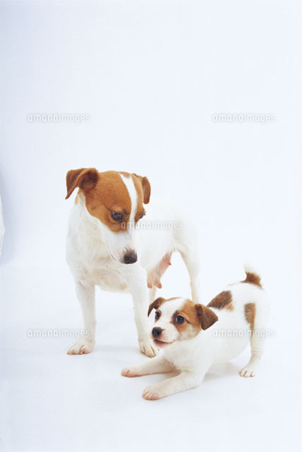 最新のhdジャック ラッセル テリア イラスト ディズニー画像のすべて