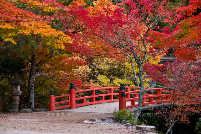 宮島 秋の紅葉谷公園
(c)MASANORI YAMANASHI/SEBUN PHOTO