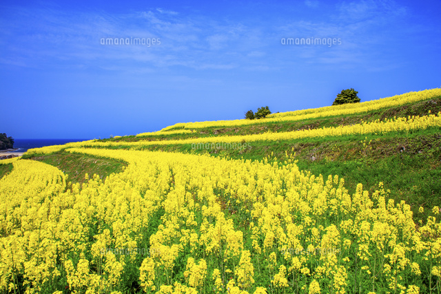 50 菜の花 畑 イラスト 興味深い画像の多様性