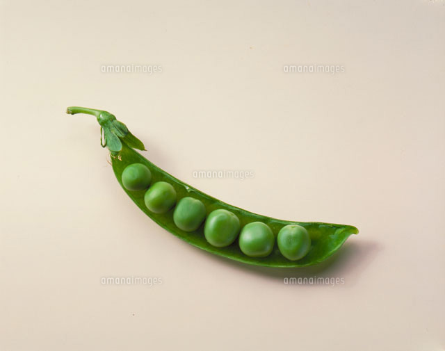 最高の無料イラスト 最高のスナップ エンドウ イラスト