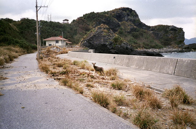沖縄の慶留間島で出会った慶良間鹿
(c)MAI TANAKA/「PHaT PHOTO’S」