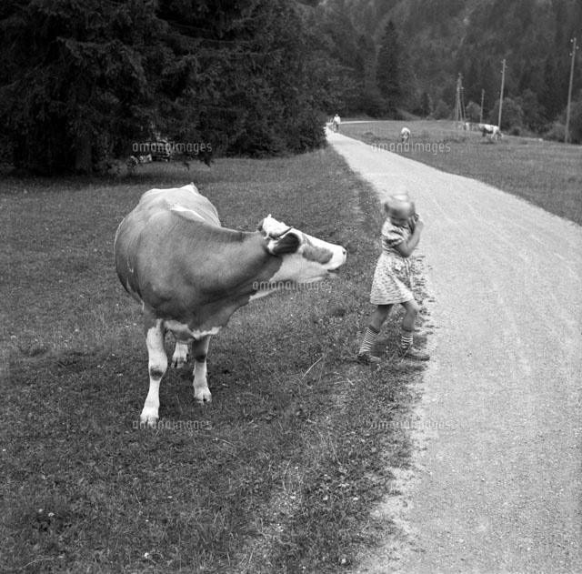 Afraid Of A Cow の写真素材 イラスト素材 アマナイメージズ