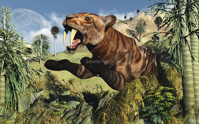 A Sabre Tooth Tiger Springs Its Trap As It Leaps Out At Any Ususpecting Prey の写真素材 イラスト素材 アマナイメージズ