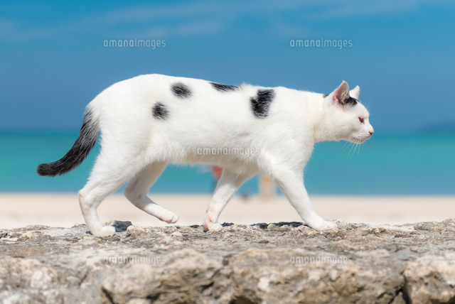Catetomi Miawland
(c)Jordy Meow