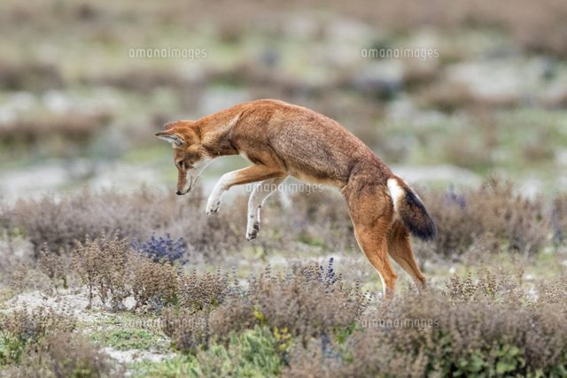 Ethiopia Oromia Region Bale Mountains Weyb Valley An Ethiopian Wolf Pounces On Its Prey These E の写真素材 イラスト素材 アマナイメージズ