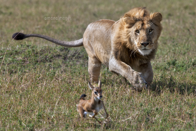 Kenya Masai Mara Narok County A Young Adult Male Lion Of Nearly Four Years Of Age Chasing A Thoms の写真素材 イラスト素材 アマナイメージズ