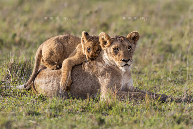 Kenya Maasai Mara National Game Reserve A Lion Cub Plays With A Young Female Relative Early In The の写真素材 イラスト素材 アマナイメージズ