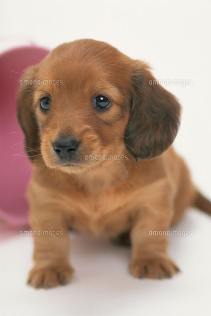 50 イラスト 可愛い ミニチュア ダックス フンド ディズニー画像のすべて