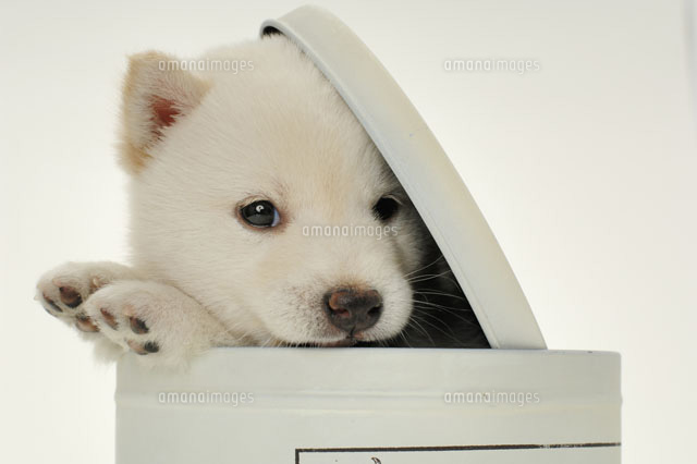 缶から顔を出す犬 柴犬 21003003698a の写真素材 イラスト素材