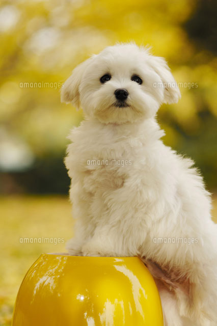 すべての動物の画像 50 マルチーズ イラスト 無料