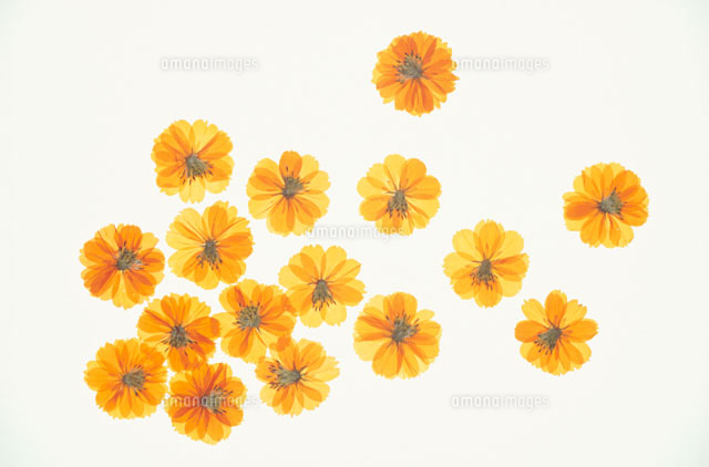 エレガント押し花 フリー 素材 日本のイラスト