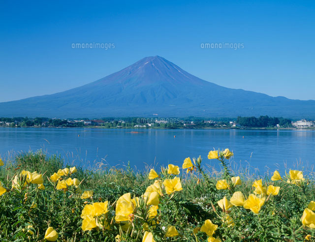 富士山と月見草 河口湖 の写真素材 イラスト素材 アマナイメージズ