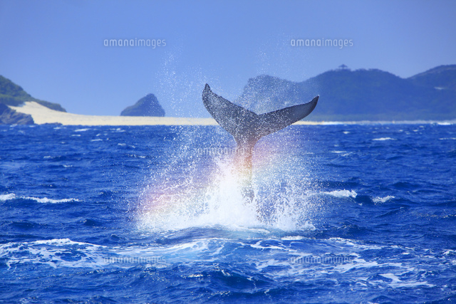 ザトウクジラのテールスラップと虹と嘉比島
(c)Mitsushi Okada/orion