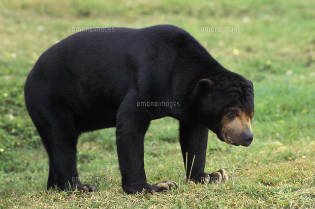 マレーグマ の写真素材 イラスト素材 アマナイメージズ