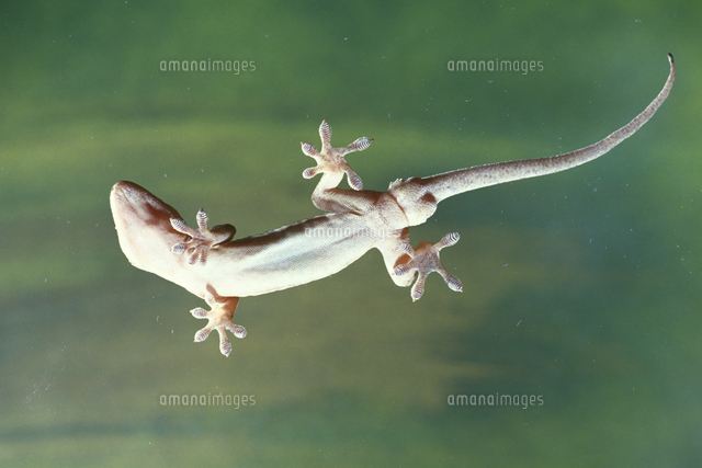 ヤモリの一種 の写真素材 イラスト素材 アマナイメージズ