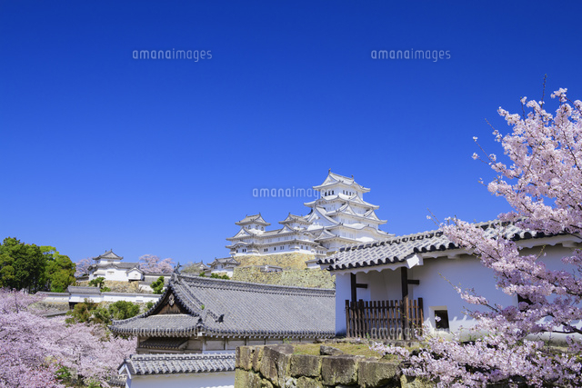 Japan Image 姫路城 桜 イラスト Japan Image 姫路城 桜 イラスト