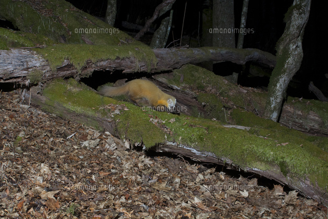 苔むした倒木とテン の写真素材 イラスト素材 アマナイメージズ