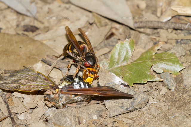 セミを襲うスズメバチ 25037002050 の写真素材 イラスト素材 アマナ