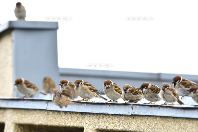 かわいい動物画像 最新簡単 すずめ イラスト かわいい