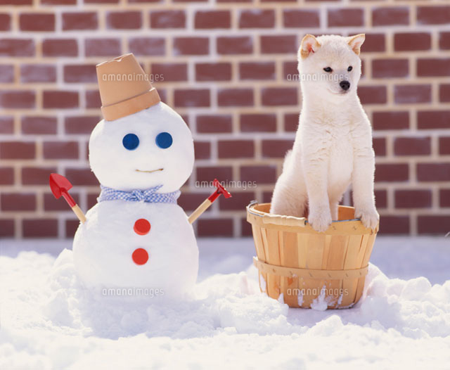 雪だるまとカゴと柴犬 の写真素材 イラスト素材 アマナイメージズ